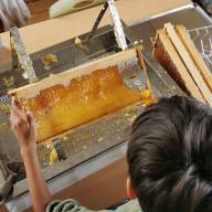 Honigproduktion in der Schule